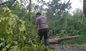 Personil TNI/Polri Bersihkan Pohonn Tumbang Dan Material LOngsor di Jalan Lintas Curup-Lebong