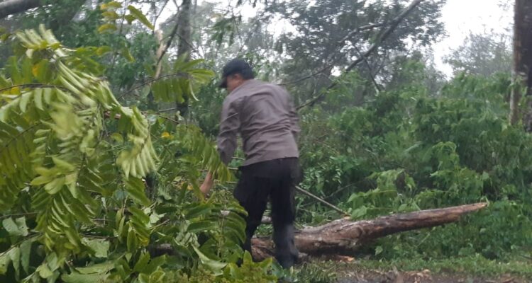 Personil TNI/Polri Bersihkan Pohonn Tumbang Dan Material LOngsor di Jalan Lintas Curup-Lebong