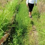 Hedi Prindo sa'at memeriksa Irigasi Siluman Desa Talang Kerinci