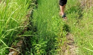 Hedi Prindo sa'at memeriksa Irigasi Siluman Desa Talang Kerinci