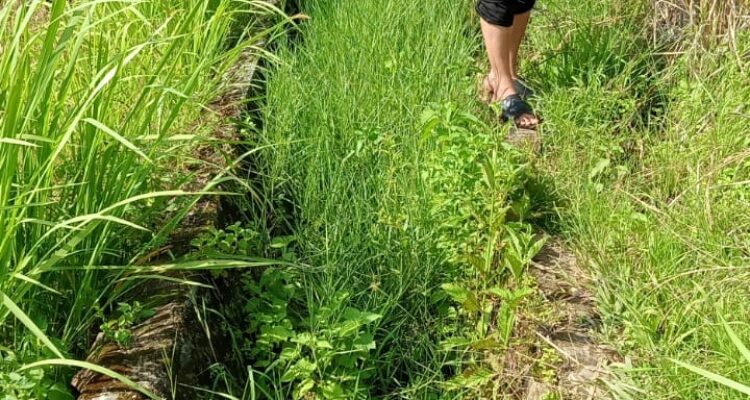 Hedi Prindo sa'at memeriksa Irigasi Siluman Desa Talang Kerinci