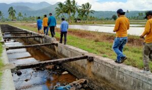 Kondisi Irigasi Air Ketahun Kering