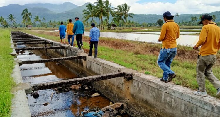 Kondisi Irigasi Air Ketahun Kering
