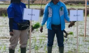 Bupati Lebong Kopli Ansori (Kanan) Sa'at Lounching MT-II
