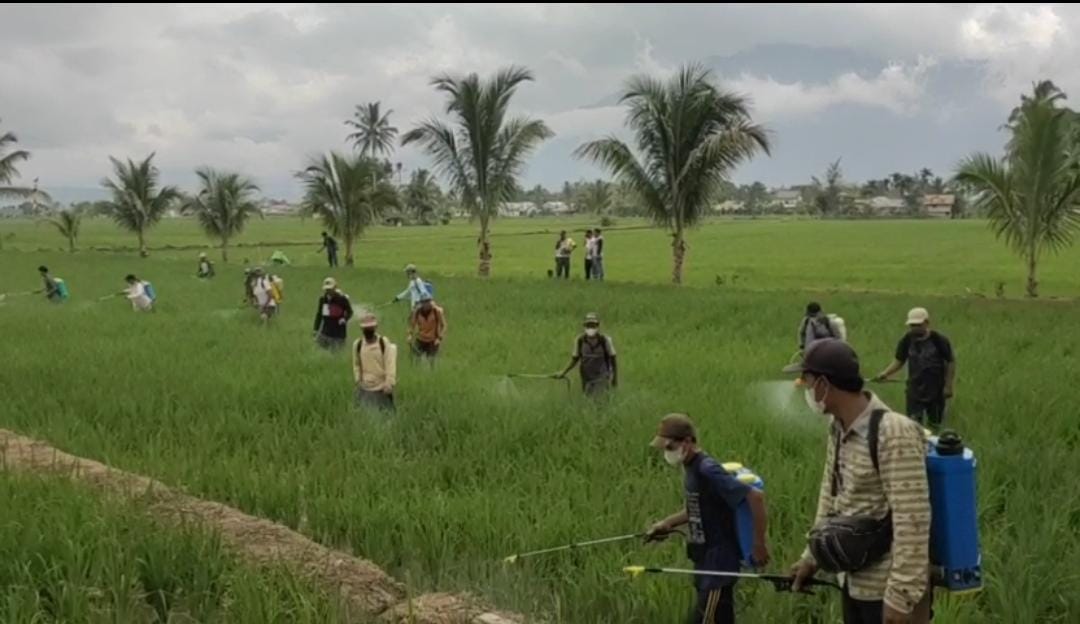 Petani MT-2 Laksanakan pengendalian 