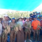Wakil Bupati Lebong Drs Fahrurrozi M.pd Sa'at panen raya MT-2 Desa Muning Agung