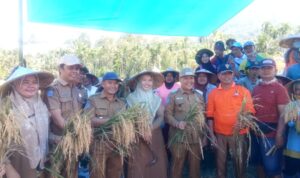 Wakil Bupati Lebong Drs Fahrurrozi M.pd Sa'at panen raya MT-2 Desa Muning Agung