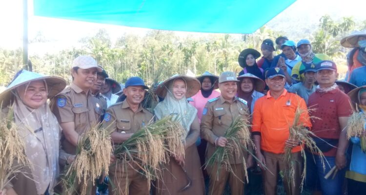 Wakil Bupati Lebong Drs Fahrurrozi M.pd Sa'at panen raya MT-2 Desa Muning Agung