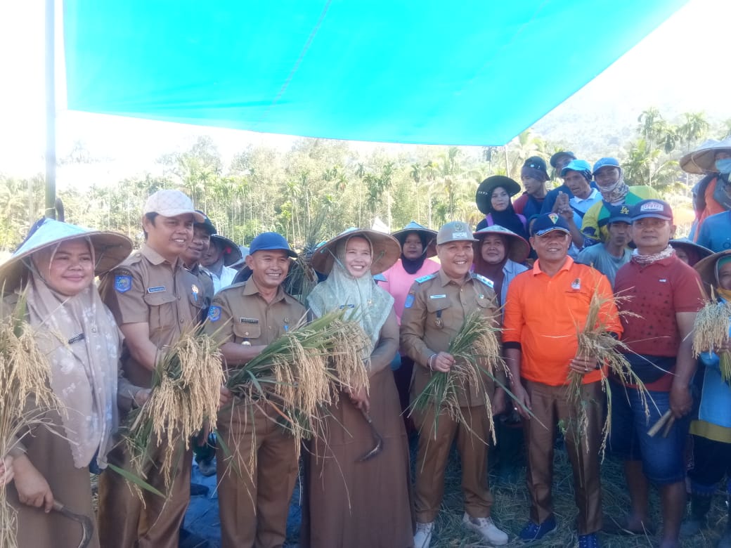 Wakil Bupati Lebong Drs Fahrurrozi M.pd Sa'at panen raya MT-2 Desa Muning Agung