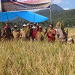 Bupati Lebong Kopli Ansori Panen Raya MT-2 Desa Pyang Mbik kecamatan Amen