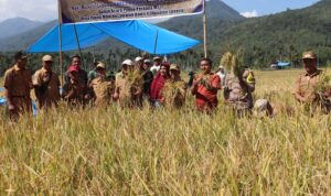 Bupati Lebong Kopli Ansori Panen Raya MT-2 Desa Pyang Mbik kecamatan Amen