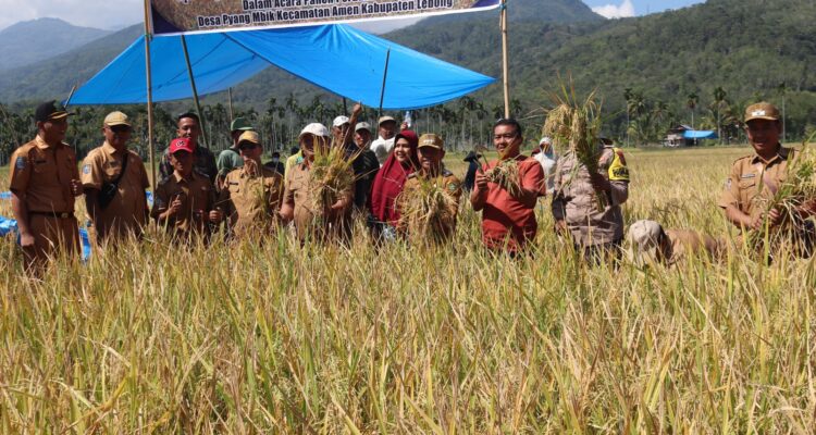 Bupati Lebong Kopli Ansori Panen Raya MT-2 Desa Pyang Mbik kecamatan Amen